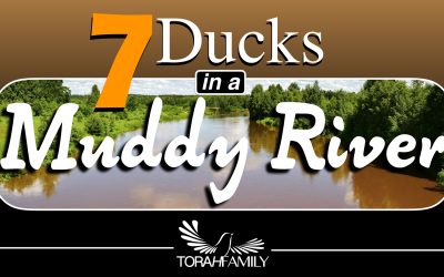 7 Ducks in a Muddy River