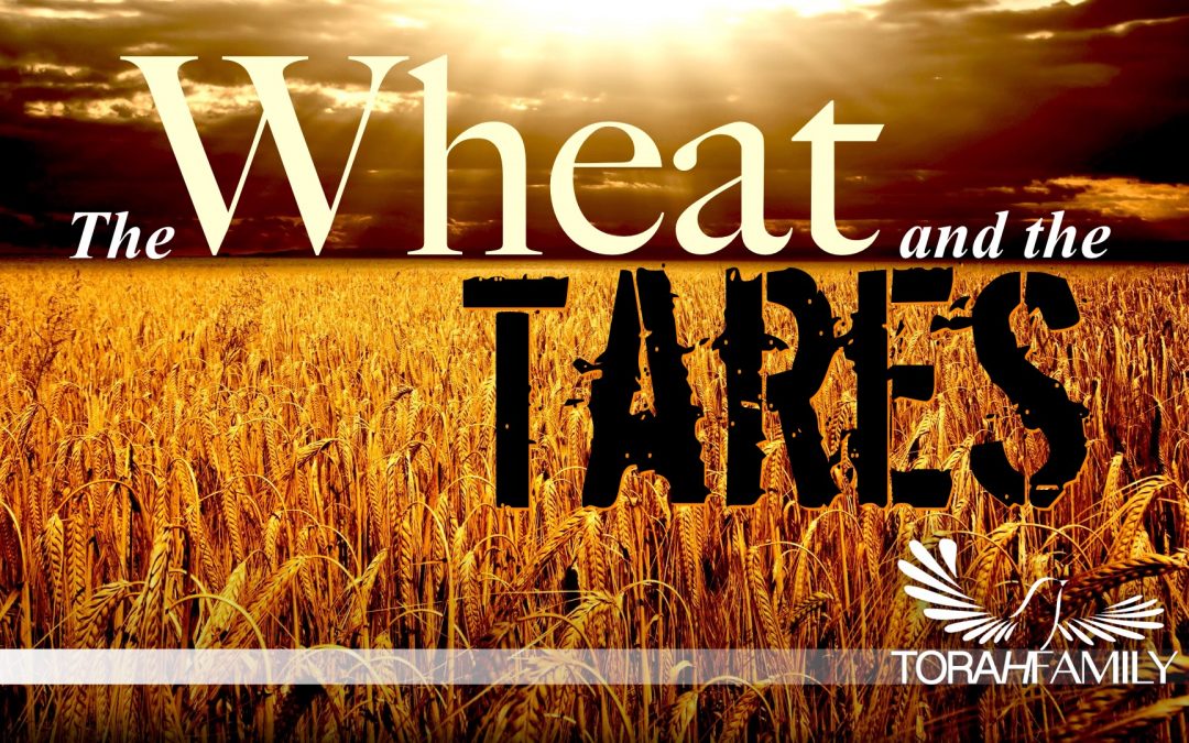 The Wheat and the Tares