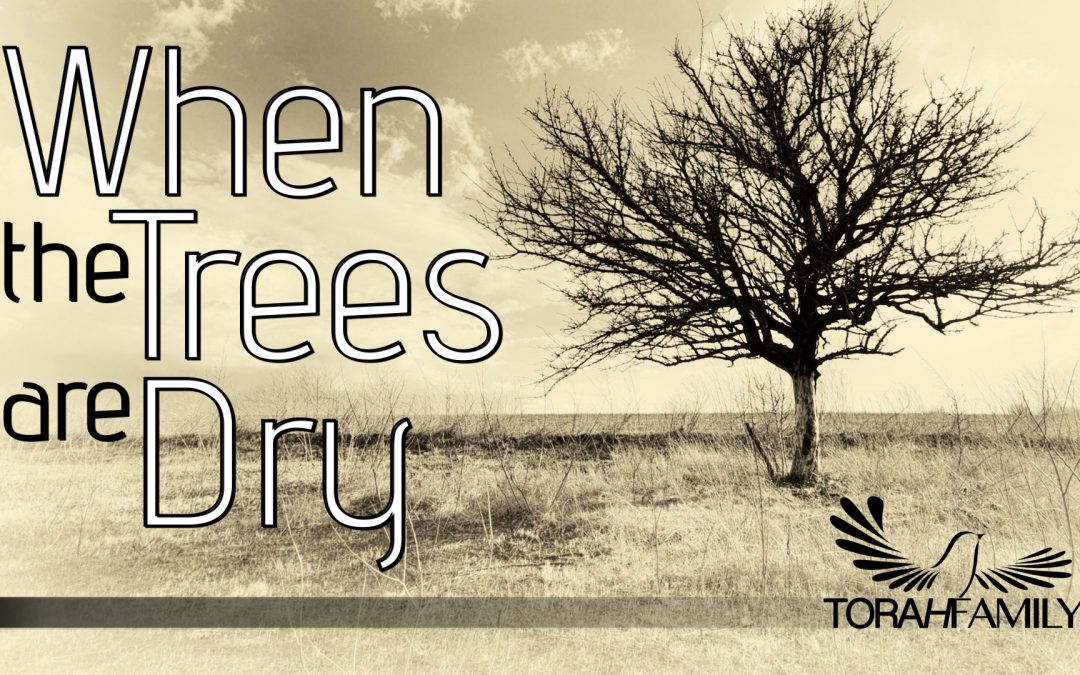 When the Trees are Dry