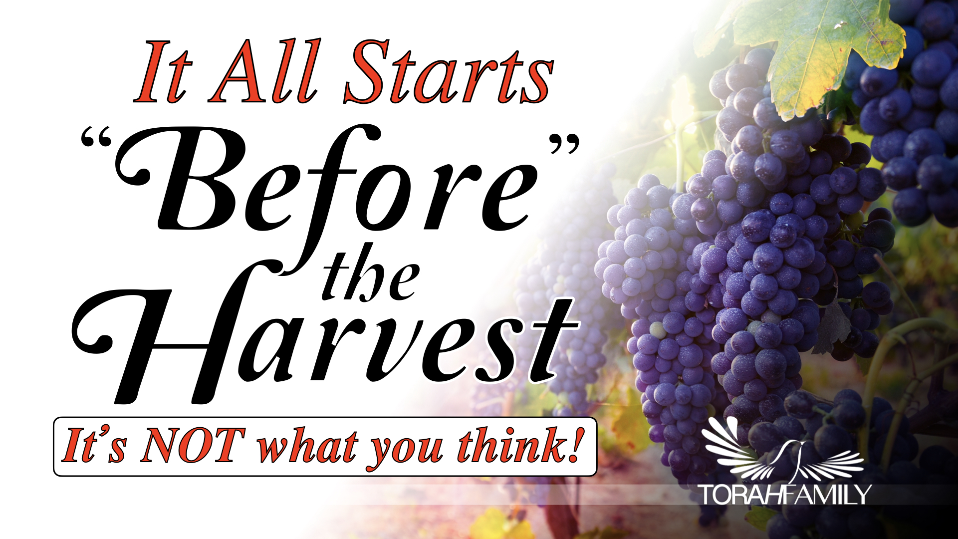 Before the Harvest – Updated and Expanded